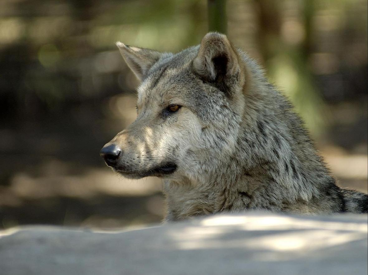 Tsitsikamma Wolf Sanctuary Eco Cabins & Teepees Stormsrivier Esterno foto