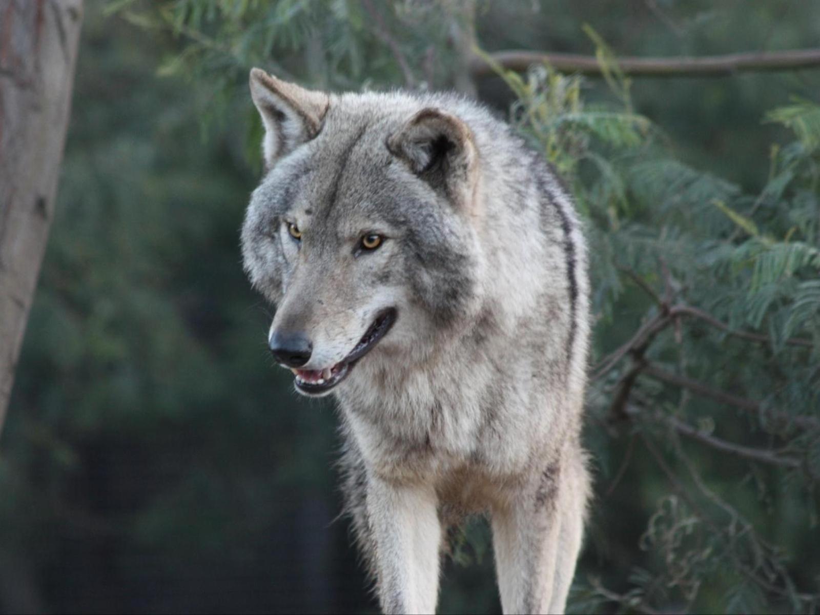 Tsitsikamma Wolf Sanctuary Eco Cabins & Teepees Stormsrivier Esterno foto
