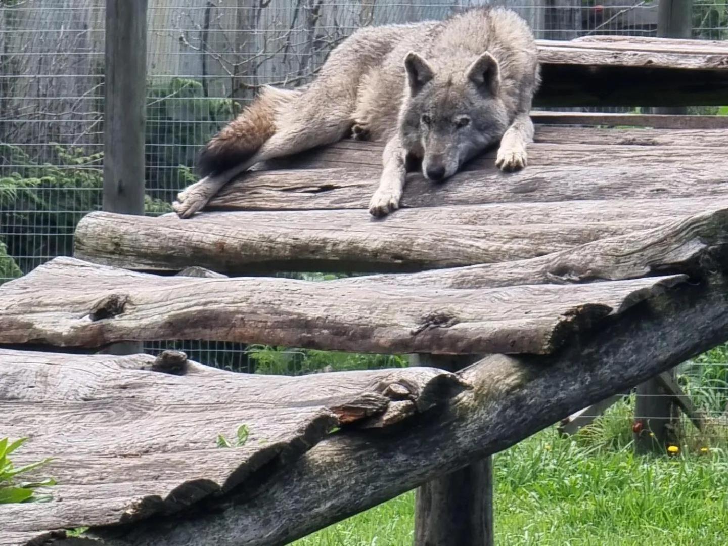 Tsitsikamma Wolf Sanctuary Eco Cabins & Teepees Stormsrivier Esterno foto