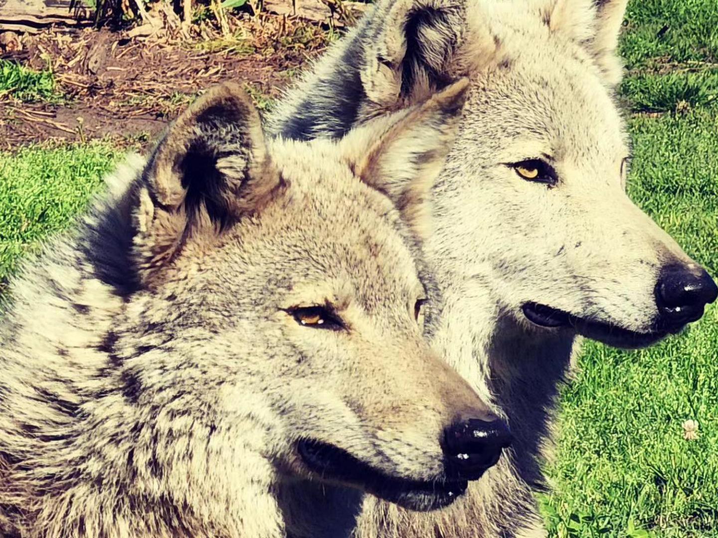 Tsitsikamma Wolf Sanctuary Eco Cabins & Teepees Stormsrivier Esterno foto