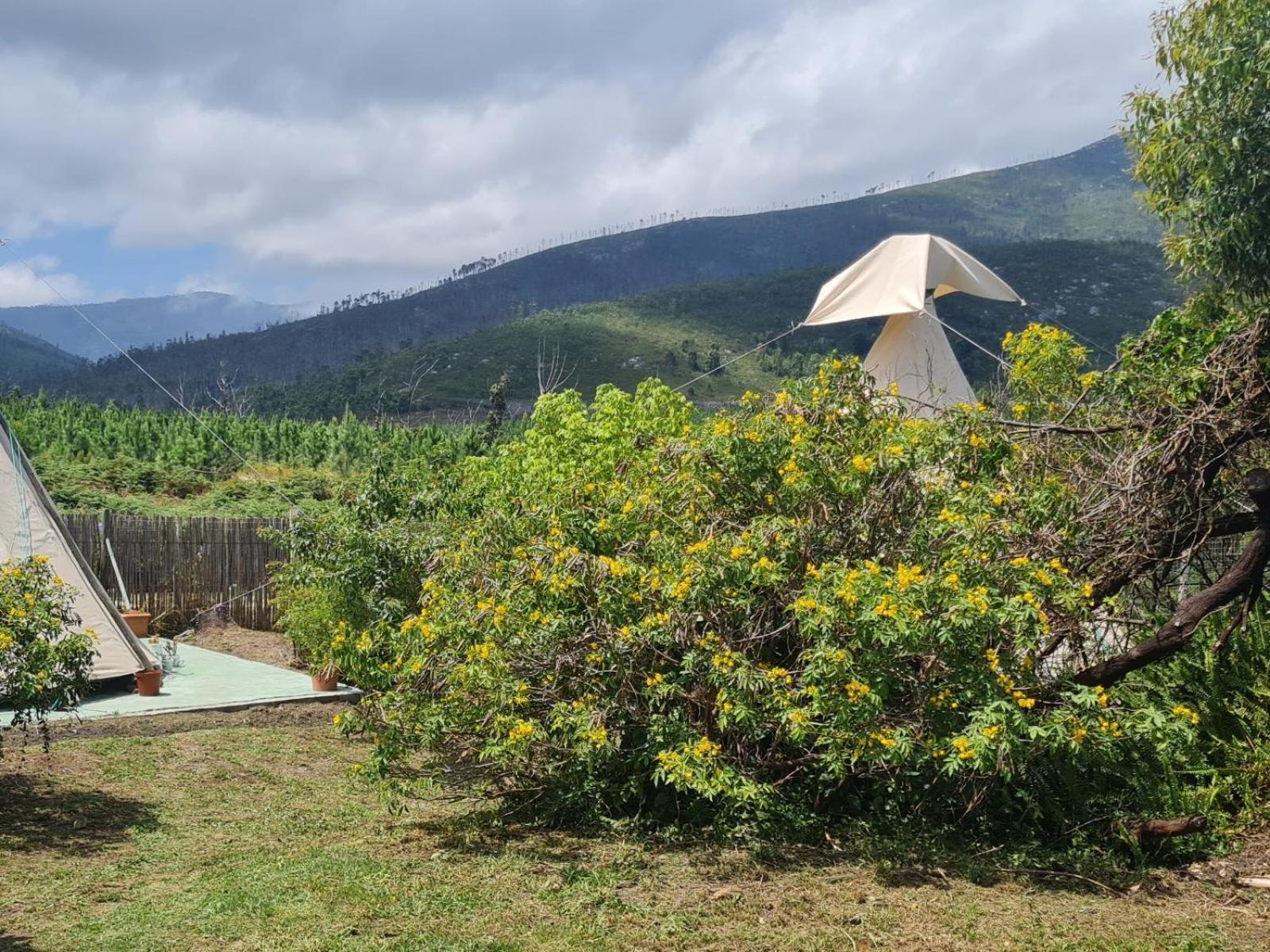 Tsitsikamma Wolf Sanctuary Eco Cabins & Teepees Stormsrivier Camera foto